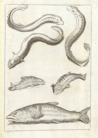 Original antique print  of fish, Anonymous copper engraving ca 1780.