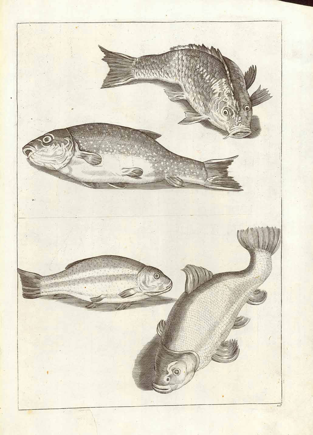 Good Assorted Fish 1 on Antique Manuscript