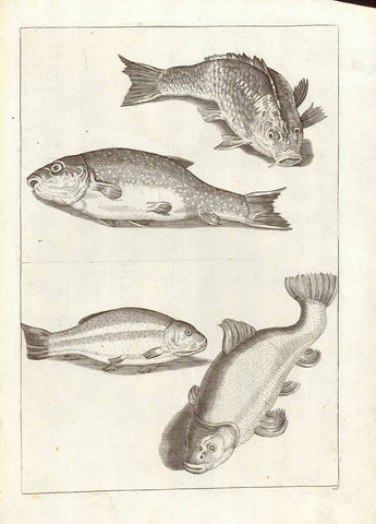Original antique print  of fish, No title.  Anonymous copper engraving ca 1780.