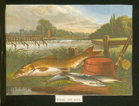 Original antique print  fish, fishing, "Barbel and Dace"  Chromolithograph published ca 1885. 