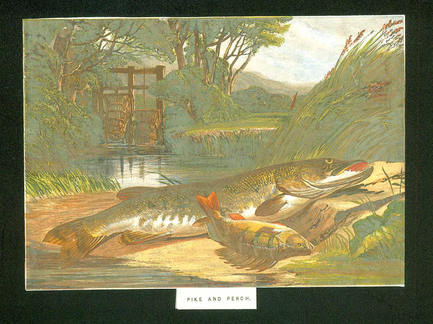 Original antique print  of fish. "Pike and Perch"

Chromolithograph published ca 1885. The black is not part of the print.
