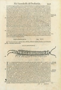 "Scolopendra Marina Del Rondoletio" "Torpedine"  Marine Life, Fish, Scolopendra Marina Del Rondoletio, Torpedine, Tausendfluessler, Riesenlaeufer, Rochen, Conrad Gessner  Woodcuts. Published in "Piscium and aquatilium animantium nature" Zurich, 1558  By Conrad Gessner (1516-1565)