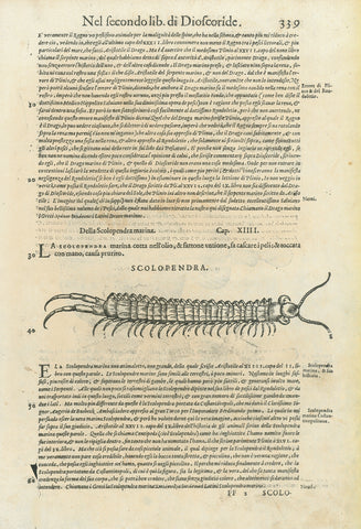 "Scolopendra Marina Del Rondoletio" "Torpedine"  Marine Life, Fish, Scolopendra Marina Del Rondoletio, Torpedine, Tausendfluessler, Riesenlaeufer, Rochen, Conrad Gessner  Woodcuts. Published in "Piscium and aquatilium animantium nature" Zurich, 1558  By Conrad Gessner (1516-1565)