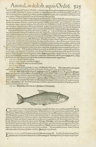 "Meerroetli, Schmelt" (smelt)
"Lampetra" (Lamprey eel)

Woodcuts. Published in "Piscium and aquatilium animantium nature" Zurich, 1558

By Conrad Gessner (1516-1565)

Zurich, 1558

Original antique print