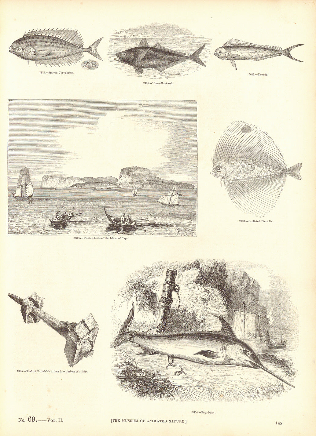 "Starred Coryphaena, Horse Mackarel, Dorado"
"Fishing Boats off the Island of Capri. Occllated Pteraclis"
"Tusk of Swordfish driven into timbers of a ship. Sword-fish"

Wood engravings published ca 1870.

Original antique print