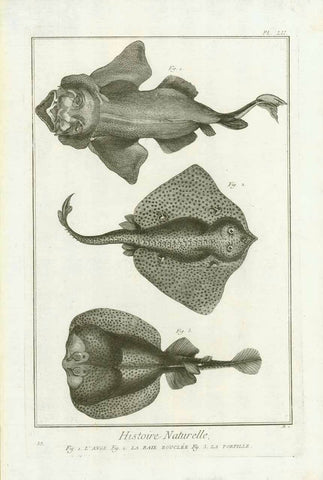 Original antique print  "Histoire Naturelle"

"Fig. 1. L'Anger Fig. 2. La Raie Bouclee Fig. 3 La Torpille"

Copper etching from "Histoire Naturelle" published 1751 in Paris.
