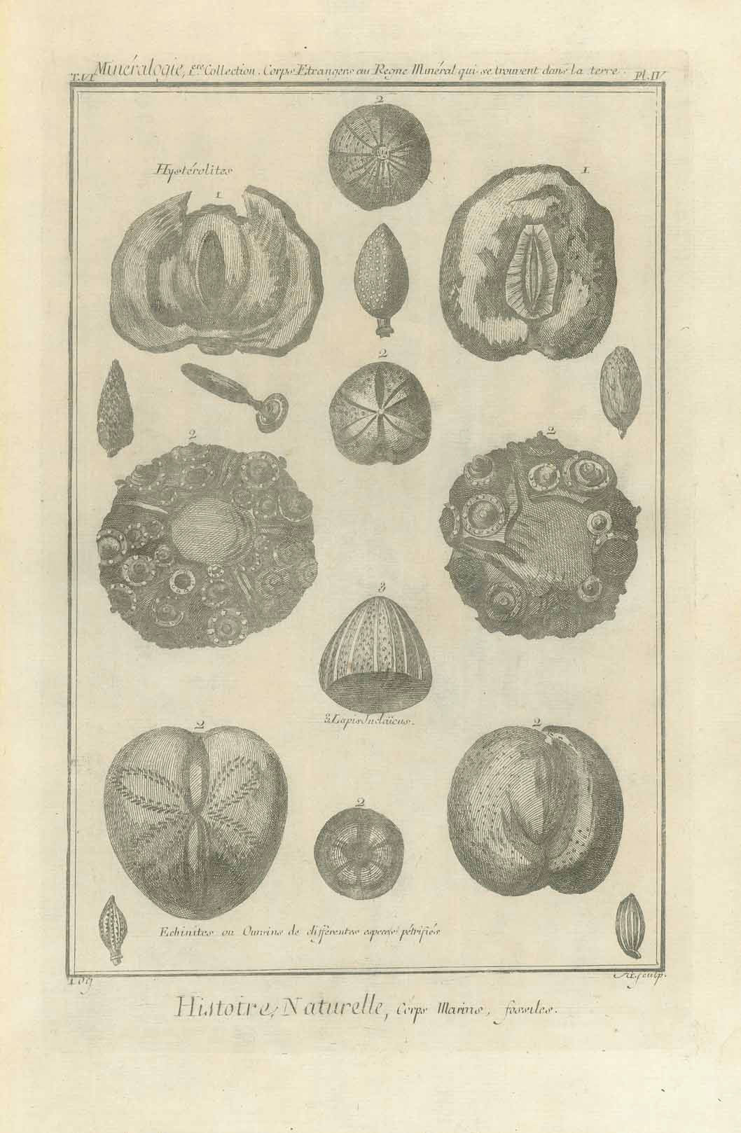 "Histoire Naturelle, Cerps, Marins, fossiles"  Copper engraving from the Encyclopedia by D. Diderot and J. d'Alembert. It was published in Paris ca 1770.  Original antique print  