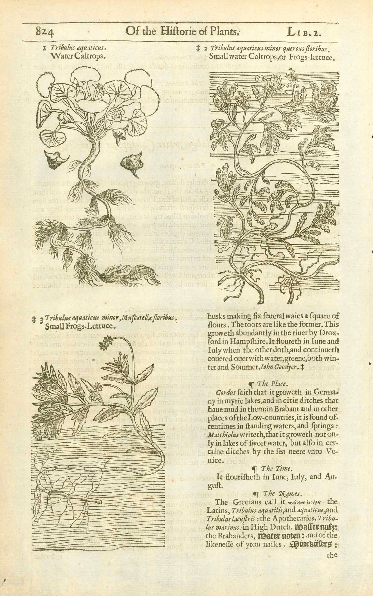 Antique woodcut by John Gerard from his "Herball" published in 1597.  Upper images: " 1. Tribulus aquaticus. Water Caltrops" " 2. Tribulus aquaticus minor quercus flribus" "Small water Caltrops, or Frogs-lettuce." Lower image: 3. "Tribulus Aquaticus minor, Muscatella floribus." "Small frogs-lettuce."  On the reverse side is text about Water Saligot , water Caltrops, or water Nuts.  The entire work contines text about the medicinal uses of each plant. 