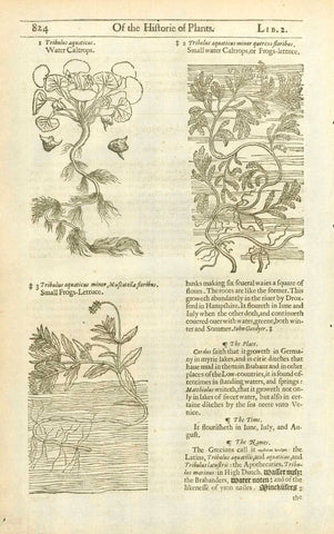 Antique woodcut by John Gerard from his "Herball" published in 1597.  Upper images: " 1. Tribulus aquaticus. Water Caltrops" " 2. Tribulus aquaticus minor quercus flribus" "Small water Caltrops, or Frogs-lettuce." Lower image: 3. "Tribulus Aquaticus minor, Muscatella floribus." "Small frogs-lettuce."  On the reverse side is text about Water Saligot , water Caltrops, or water Nuts.  The entire work contines text about the medicinal uses of each plant. 