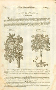 Antique woodcut by John Gerard from his "Herball" published in 1597.  "1. Ficus. The Fig tree. 2. Chamaeficus. The dwarf Fig tree"  Some spotting in margins. Creasing in lower right margin corner. On the reverse side is text about the Sycomore tree and an image of a sycomore tree.  Antique woodcuts by John Gerard from his "Herball" published in 1597.