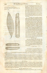 Antique woodcut by John Gerard from his "Herball" published in 1597.  " Canella folium, Bacillus, & Cortex. The leafe, barke, and trunke of the Cinamon tree"  Original antique print    On the reverse side is text. Spotting in margins.  Antique woodcuts by John Gerard from his "Herball" published in 1597.