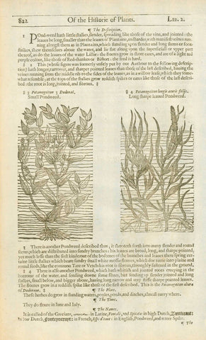 Original antique print, Antique woodcut by John Gerard from his "Herball" published in 1597.  "Potamogeiton Dodonei" Potamogeiton longis acutis folys" "Small Pondweed" "Long harpe leaued Pondweed"  On the reverse side are images of the "Potamogeiton latifolium (Broad-leafed Pondweed)" "Potamogeiton angustifolium (Narrow leafed Pondweed)"    The entire work/text continues about the medicinal uses of each plant. Gerard was a botanist and apothecary and cultivated his own extensive garden in England. 