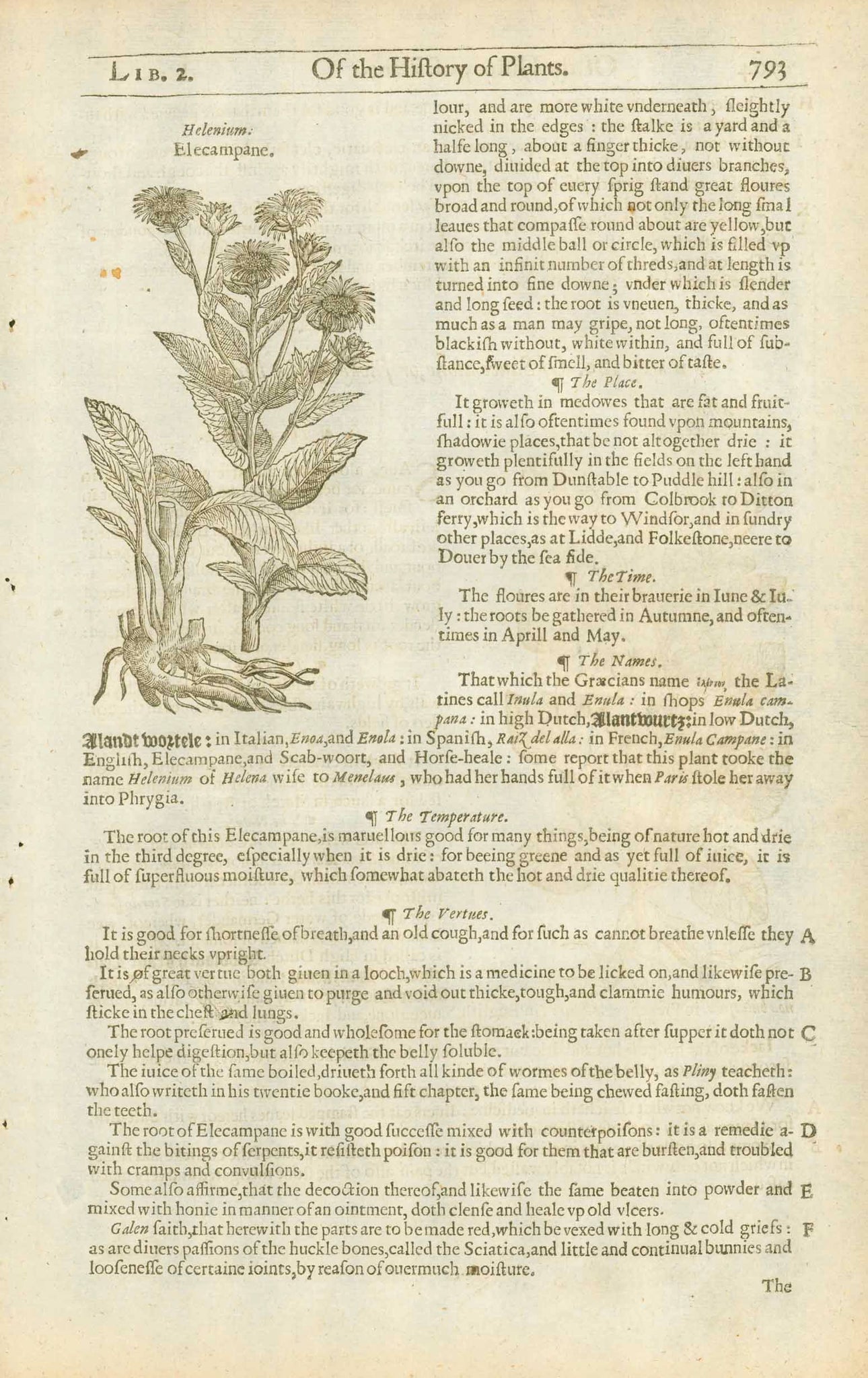 Original antique print, Antique woodcut by John Gerard from his "Herball" published in 1597.  "Heleneium Elecampane"  On the reverse side is an image and article about "Alliaria Sauce alone".    The entire work/text continues about the medicinal uses of each plant. Gerard was a botanist and apothecary and cultivated his own extensive garden in England. He often noted where the various plants could be found in England and elsewhere. These are some of the earliest prints made of many plants.