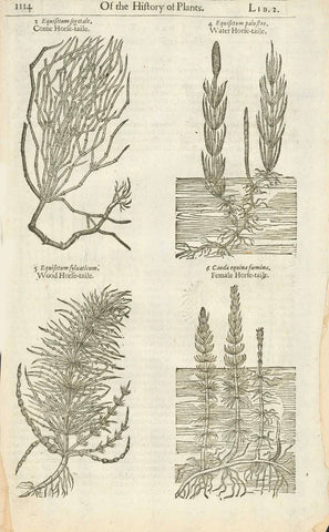 Botanicals, Herbs, Horsetail grass, Equisetum, John Gerard "Equisetum Syluaticum Wood horse-taile Cauda equina foemina Female Horse-taile"    Antique woodcut by John Gerard from his "Herball" published in 1597  Signs of age and use on margin edges.