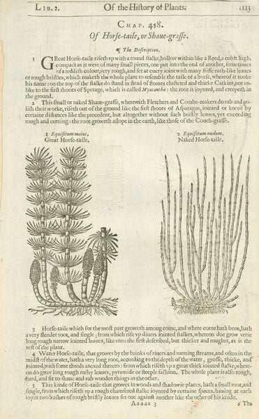 Botanicals, Herbs, Horsetail grass, Equisetum, John Gerard, "Equisetum Syluaticum Wood horse-taile Cauda equina foemina Female Horse-taile"    Antique woodcut by John Gerard from his "Herball" published in 1597  Signs of age and use on margin edges.