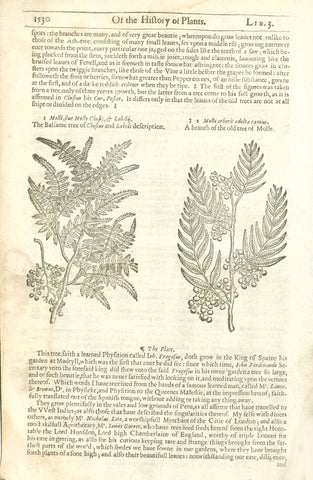 Antique Botanical, Left image: "Mosse sive Molly Clusi Lobely" "The Balsami tree of Clusius an Lobels description"  Right image: Molle aboris adultae Molle" "A branch of the tree if Molle"  Woodcuts.  Published in Gerard's Herbal - History of Plants" by John Gerard (1545-1612)  London, 1597
