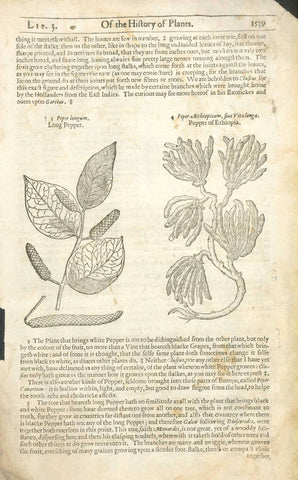 Antique woodcut by John Gerard from his "Herball" published in 1597.  Left image: "Piper longum" "Long Pepper" Right image: "Piper Aethiopicum sive Vitalonga" "Pepper of Ethiopia"  On the reverse side is an image of "Piper Caudatum" "Tailed Pepper".  On the reverse side is an image and article about "Alliaria Sauce alone".    The entire work/text continues about the medicinal uses of each plant. Gerard was a botanist and apothecary and cultivated his own extensive garden in England.