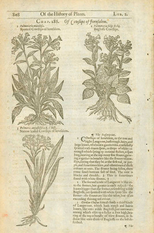 Botanicals, Cowslips of Jerusalem, Gerard