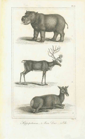 Original antique print  of "Hippopotamos, Rein Deer, Elk"

Copper engraving by J. Boyd published 1823.