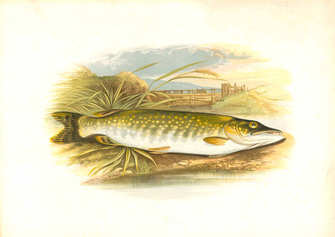 Original antique print  Pike  by William Houghton.  From "British Fresh-Water Fishes" published 1879 in London.  Hand-finished colored chromolithograph.