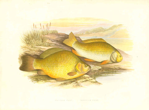 Original antique print  Fish,  Carp, Karpfen, Carpa, William Houghton, "Crucian Carp Prussian Carp  by William Houghton.  From "British Fresh-Water Fishes" published 1879 in London.