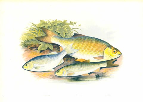 Original antique print  Fish, Azurine, Azurin, Azzurrino, Rudd, Rotfeder "Azurine Dobule Rudd"  by William Houghton.  From "British Fresh-Water Fishes" published 1879 in London.