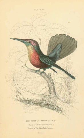 "Trochilus Moschitus"  "(Ruby-crested Humming-Bird)" "Native of West-India Islands"  From "The Naturalist's Library" by Sir William Jardine, 1834.  Original antique print