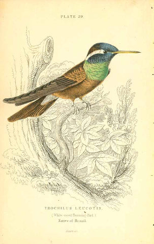 &nbsp;"Trochilus Leucotis" (White-eared Humming-Bird)  From  "The Naturalist's Library" by Sir William Jardine, 1834.