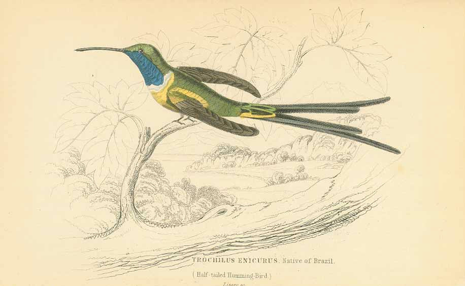 Original antique print  hummingbird, "Trochilus Enicurus"

"(Half-tailed Humming Bird)"

Humming-bird print from
"The Naturalist's Library" by Sir William Jardine, 1834.

Original hand coloring.
