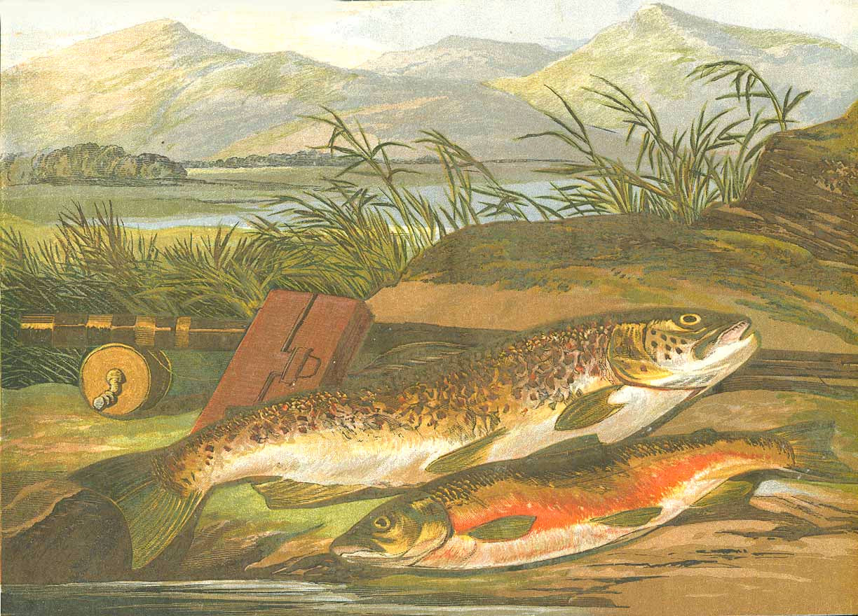 No Title - Fish, Trout

Chromolithograph published ca 1885. The print has no margins.

Original antique print