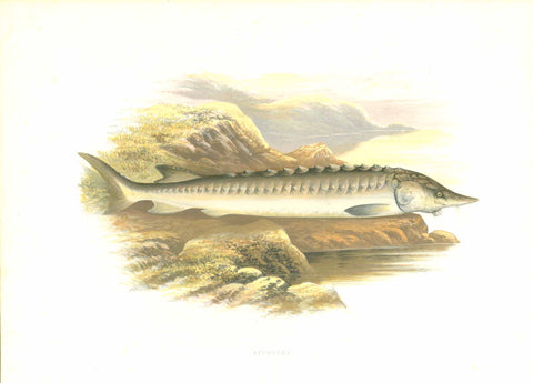 Original antique print  fish  "Sturgeon"  by William Houghton.  From "British Fresh-Water Fishes" published 1879 in London.