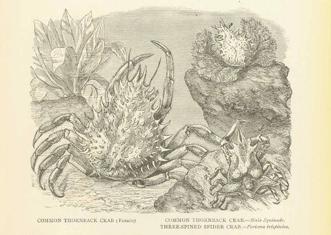 Original antique print  Crustacean, Marine Life, Crab, Maia Squinadao, Pericera trispinosa,  "Commom Thornback Crab (female) Common Thornback Crab. - Maia Squinado" "Three-Spined spider Crab. - Pericera trispinosa."  Wood engraving published on on a page of text about crabs that begins on the reverse side as an article about crustaceans.
