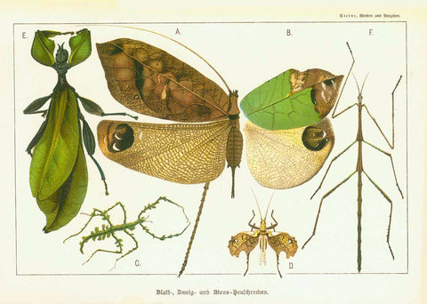 Original antique print  of grasshoppers, "Blatt-, Zweig- und Moos-Heuschrecken" (Grasshoppers)  Fine chromolithograph of various grasshoppers.  Published by Sterne, 1901.