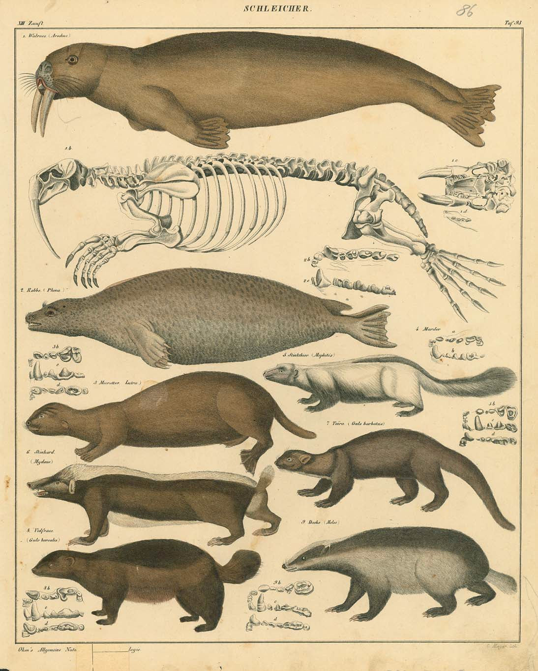 Seals - "Schleicher"  The names of the animals are in German and Latin.  "Arochus , Phoca, Lutro, Mephitis, Mydaus, Gulo Barbatus, Melas..."  Lithograph by C. Mayer for "Okens Allgemeine Naturgeschichte " ca 1845.  Original antique print