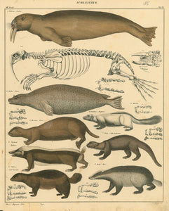 Seals - "Schleicher"  The names of the animals are in German and Latin.  "Arochus , Phoca, Lutro, Mephitis, Mydaus, Gulo Barbatus, Melas..."  Lithograph by C. Mayer for "Okens Allgemeine Naturgeschichte " ca 1845.  Original antique print