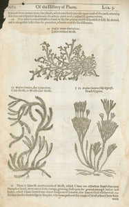 Botanicals, Herbs, Muscus Minor,  Mosse, Herball, John Gerard