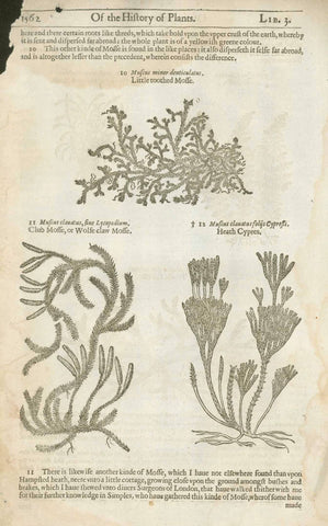 Botanicals, Herbs, Muscus Minor,  Mosse, Herball, John Gerard