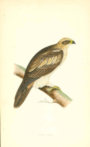 "1. Booted Eagle 2. Tawny Eagle 3. Pallas' Sea Eagle"
The print is very light on this page.

Wood engraving for C.H. Bree M.D. 1863. Original hand coloring.

Original antique print