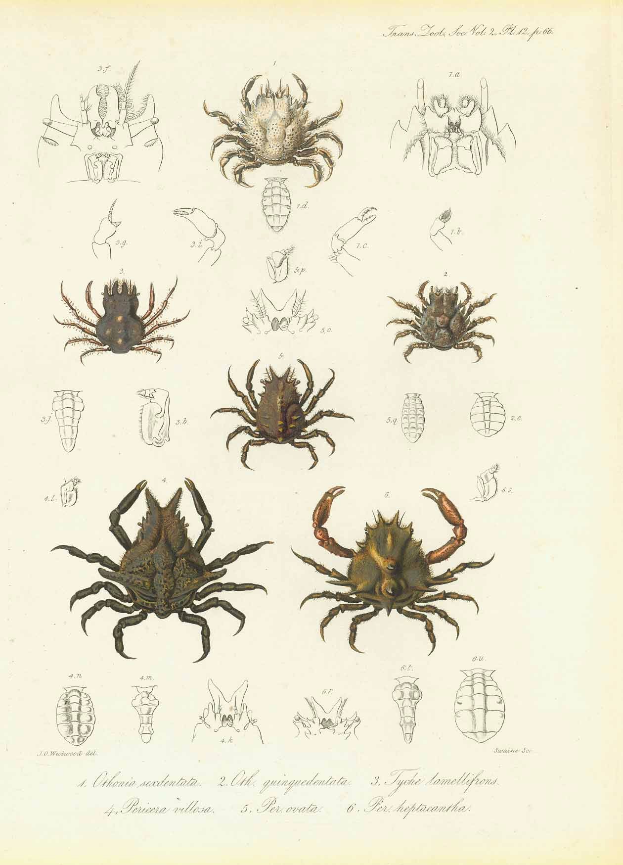 1. Othonia sexdentada. 2. Oth. quinquedentata. 3. Tyhe lamellifrons. 4. Pericera villosa. 5. Per Ovata. 6. Per heptocantha"  Wood engravings by Swaine after J.P. Westwood ca 1870.  Original hand coloring.