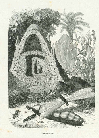 Original antique print  "Termites"  Wood engraving published 1878.  Original antique print  