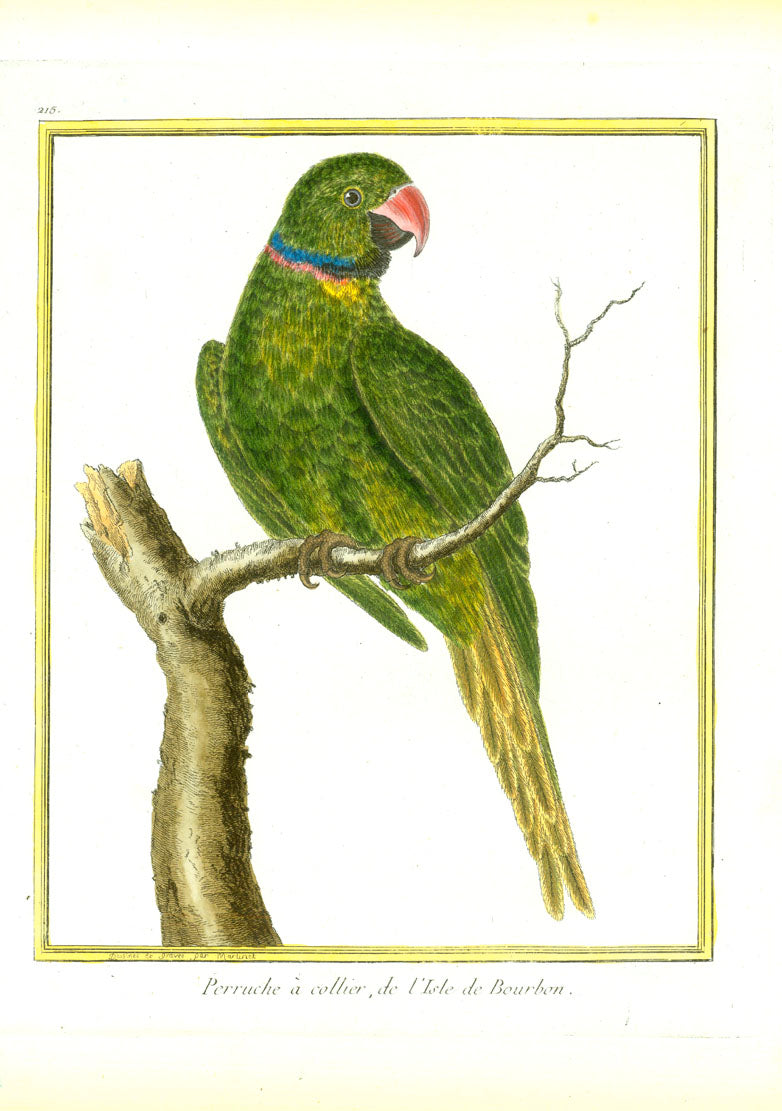 "Perruche a collier, de l'Isle de Bourbon"

Birds, Animals, Parrot

Copper engraving by François Nicolas Martinet

Born 1731 in Paris. His death date is unknown (to us).

Original antique print&nbsp;&nbsp;

In his monumental "Histoire de les Oiseaux", Paris, 1778, Martinet published literally the entire world of birds on 483 most decorative copper plates. Their original authentic hand-coloring is simply superb.