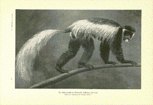 Original antique print , "Der Kilimandscharo Seidenaffe (Colobus guereza)  Wood engraving ca 1905. 