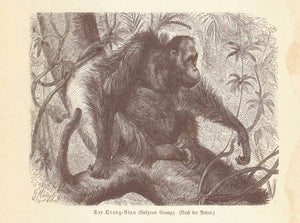 "Der Orang-Utan (Satyrus Orang)"  Wood engraving published 1895.  Original antique print  