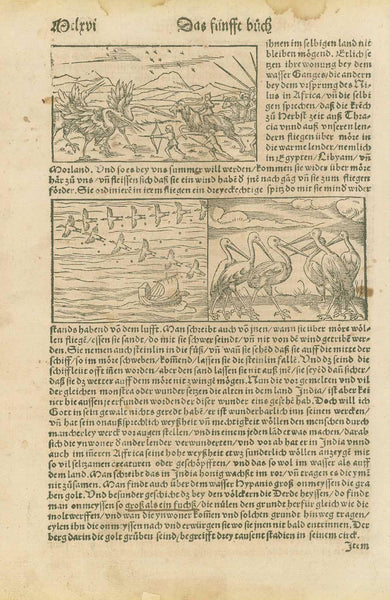 People on on foot and on goats attacking gigantic fabulous birds, and two more woodcuts with fabulous birds. All with incredible descriptions living in India and Africa along with fantastic stories about the finding of gold and treasures.  Woodcuts. Published in "Cosmographia"  By Sebastian Muenster (1488-1552)  Basel, 1553