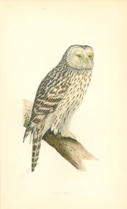 Soap "Ural Owl"  Hand-colored wood engraving published 1863.