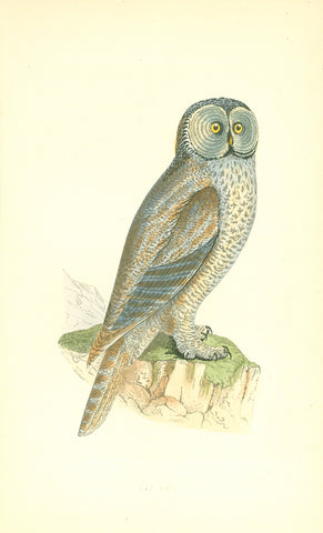 Original antique print  "Lap Owl"  Hand-colored wood engraving published 1863.  Included are two pages of text about the Lap Owl.
