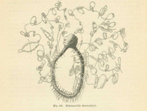 Original antique print  Archaeology, Peru, Knot language, Knottenschrift, Quippu "Altperuanische Knotenschrift" (ancient Peruvian writing using knots)  Wood engraving published 1876. Above and below the image is text about various "knot" letters and language used in various countries. This interesting text continues on the reverse side of the page.