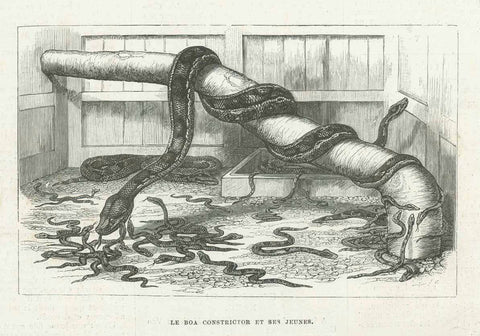 Original antique print  Reptiles, Snakes, Boa Constrictor " Le Boa Constrictor Et Ses Jeunes"  Wood engraving published 1878. 