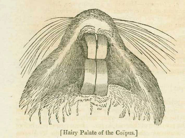 "The Coipus, Coypou, Couia. (Myopotamus Coipus, Comm.) "The Coipus"  "Hairy Palate of the Coipus"  2-Page article with 2 images of the Coipus. Published 1836.  Original antique print  