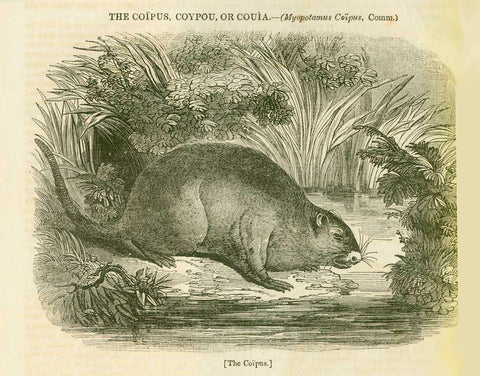 "The Coipus, Coypou, Couia. (Myopotamus Coipus, Comm.) "The Coipus"  "Hairy Palate of the Coipus"  2-Page article with 2 images of the Coipus. Published 1836.  Original antique print  